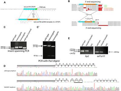 Precise Short Sequence Insertion in Zebrafish Using a CRISPR/Cas9 Approach to Generate a Constitutively Soluble Lrp2 Protein